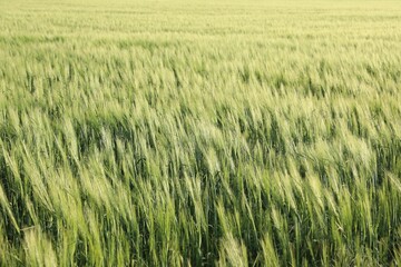 Many wheat spikes growing in field outdoors