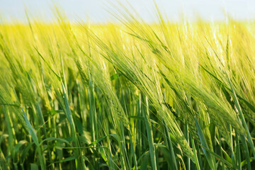 Many wheat spikes growing in field outdoors, closeup