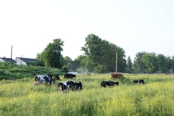 Beautiful cows grazing on green meadow. Farm animal