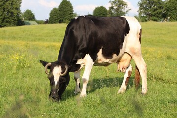 Beautiful cow grazing on green meadow. Farm animal