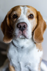 Close-up portrait of a Beagle looking directly at the camera