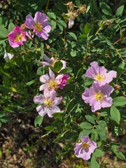 Naklejka premium pink and white wild flowers in the forest on a summers day