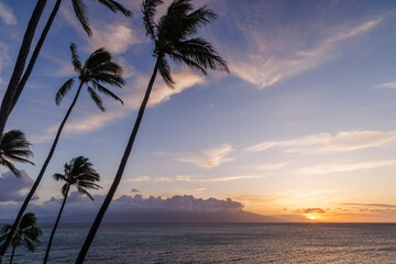 Stunning Hawaii ocean sunset with silhouettes of palm trees swaying against a vibrant sky