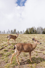 Deer grazing peacefully in Olympic National Park surrounded