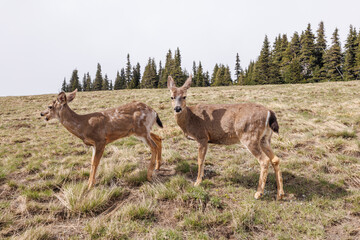 Deer grazing peacefully in Olympic National Park surrounded