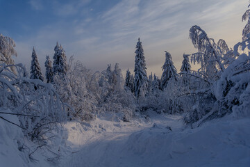 Snow-covered forest path surrounded by tall evergreen trees, creating a serene winter landscape...