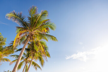 Tall sunny palm trees reaching into a clear blue sky