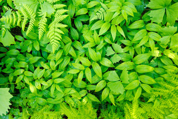 Lush green forest foliage texture seen from above