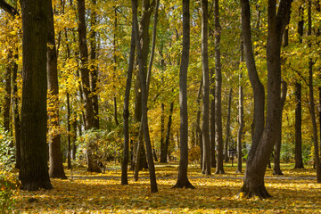 A walk in the park on a sunny autumn day.