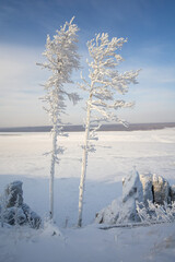 Two frosted trees stand majestically on a snowy landscape, overlooking a frozen expanse, with...