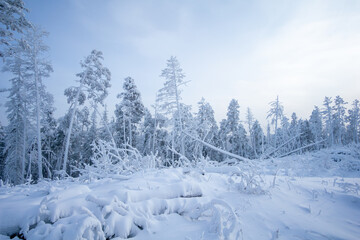 Snow-covered landscape featuring tall evergreen trees blanketed in white frost, creating a serene winter scene with a soft blue sky and tranquil atmosphere