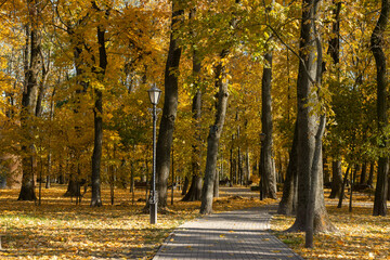 Naklejka premium A walk in the park on a sunny autumn day.