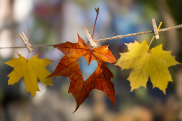 A walk in the park on a sunny autumn day.