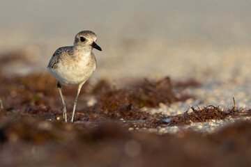 A black-bellied plover (Pluvialis squatarola) foraging on the beach.