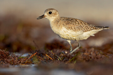 A black-bellied plover (Pluvialis squatarola) foraging on the beach.