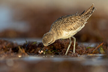 A black-bellied plover (Pluvialis squatarola) foraging on the beach.