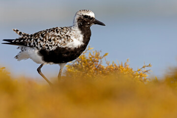 A black-bellied plover (Pluvialis squatarola) in breeding plumage foraging on the beach.