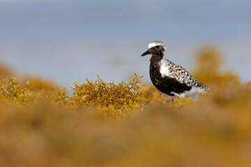 A black-bellied plover (Pluvialis squatarola) in breeding plumage foraging on the beach.