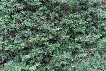 Close up view of dense green foliage forming a natural textured background, ideal for nature themed...