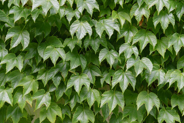 Vibrant green ivy leaves creating a lush, natural tapestry, gracefully enveloping a white wall,...