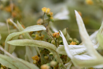 Close-up of dried linden flowers and leaves for tea.