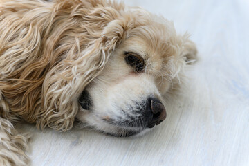 Close-up of fluffy dog resting on light wooden floor.