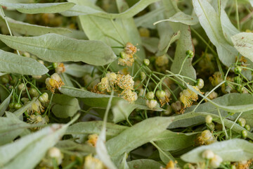 Freshly picked linden blossoms with green leaves close-up.