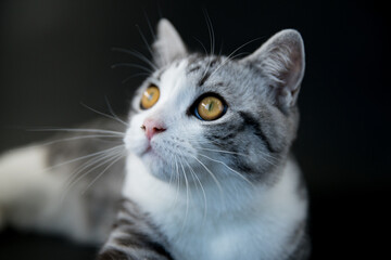 Gray and White Cat Gazing into the Distance