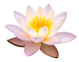 A floating energy flower pulsing with light 