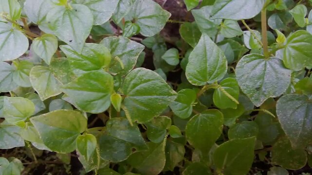 Super herbal, Chinese betel plant, also known as Tumpang Air or Ketumpang Air (Peperomia pellucida), heart-shaped green or purple leaves and soft, transparent and juicy stems.