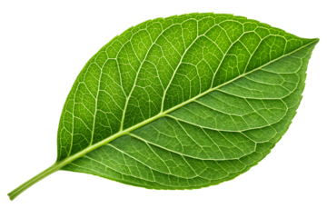Award Medal with Orange Star and Blue Ribbon Achievement Symbol