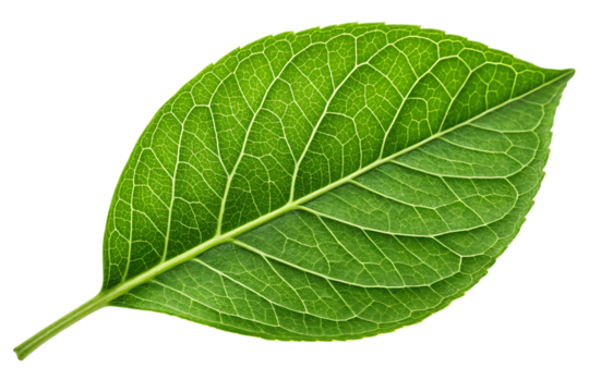 Award Medal with Orange Star and Blue Ribbon Achievement Symbol