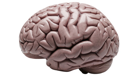 Isolated Human Brain