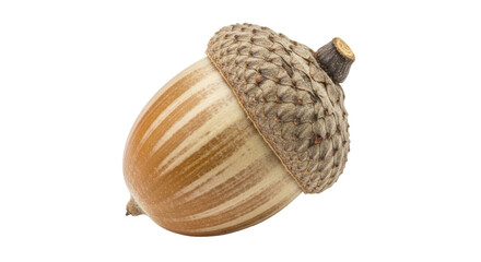 Isolated Acorn