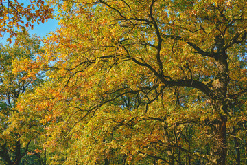 Autumn tranquility calm.Great oak tree with rich leaves