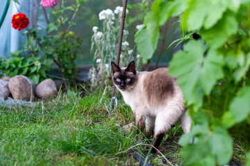Siamese Cat in a Garden Setting Surrounded by Flowers and Foliage