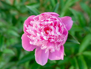 Vibrant Pink Peony Blooming in a Lush Outdoor Garden Setting