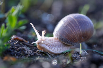 Close-Up of a Snail Crawling on Soil in Natural Setting. Ant on Snail