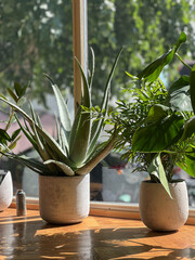 Sunlit green houseplants in ceramic pots on café windowsill