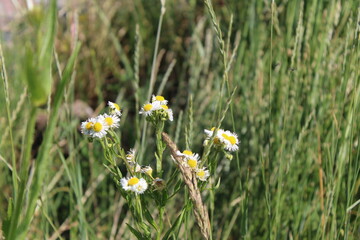 A close-up view of chamomile flowers in full bloom, showcasing their delicate white petals and...