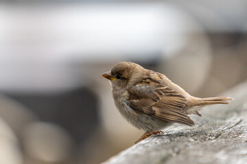 Ein junger Spatz