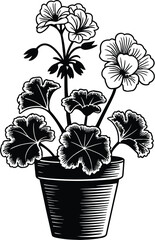 A black and white illustration of a geranium plant in a pot with detailed leaves and flower blossoms