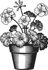 A black and white illustration of a potted geranium plant with flowers and leaves in bloom style art