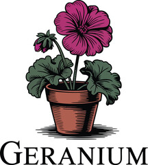 A graphic illustration of a geranium plant with pink flowers in a terracotta pot on a cream background