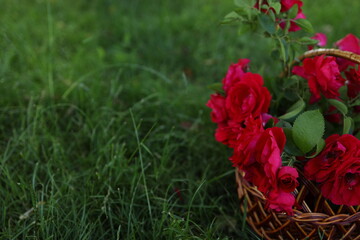 A wicker basket filled with vibrant red roses rests on lush green grass, illuminated by soft daylight. This serene garden setting highlights the beauty of fresh flowers.