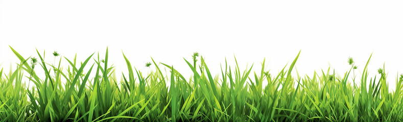 Fototapeta premium A seamless border of green grass isolated on a white background