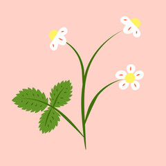 Cute hand drawn colorful blooming wild strawberries bush isolated on pink background. Cute garden or forest strawberries.