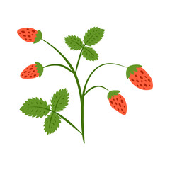 Cute hand drawn colorful small wild strawberries bush isolated on white background. Cute garden or forest strawberries.