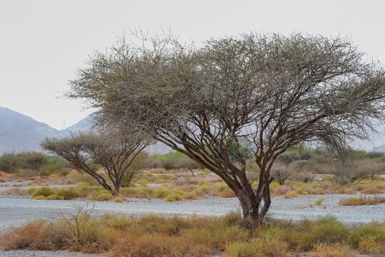 Ghaf trees or Prosopis cineraria, UAE National tree, drought-resistant evergreen trees along road in Hajar mountains area in Sharjah, United Arab Emirates.