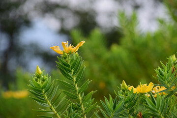 Close-Up of Yellow Wildflower Blooming on Green Foliage